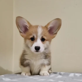 Welsh Corgi Pembroke – Piękne szczenięta