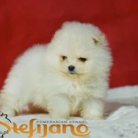 Pomeranian BOO – Piękne szczenięta