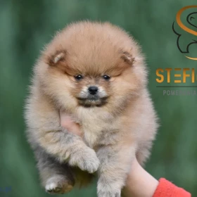 Pomeranian BOO – Piękne szczenięta