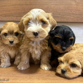 Hawański Bichon – piękne szczenięta