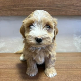 Hawański Bichon – piękne szczenięta