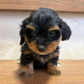 Hawański Bichon – piękne szczenięta