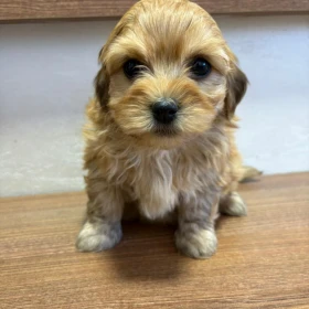 Hawański Bichon – piękne szczenięta