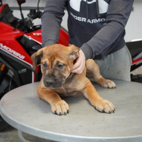 Mastif południowoafrykański – Szczenięta Boerboel