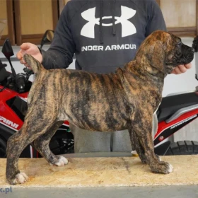 Mastif południowoafrykański – Szczenięta Boerboel