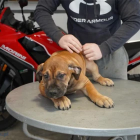 Mastif południowoafrykański – Szczenięta Boerboel