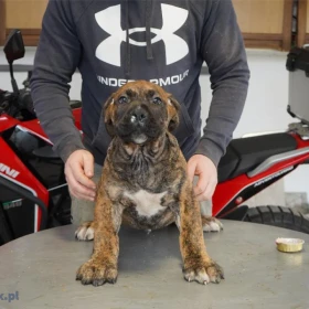 Mastif południowoafrykański – Szczenięta Boerboel