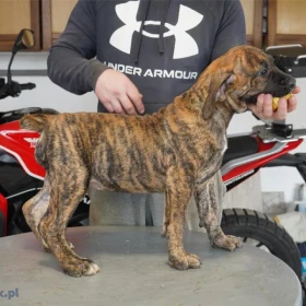 Mastif południowoafrykański – Szczenięta Boerboel