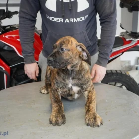 Mastif południowoafrykański – Szczenięta Boerboel