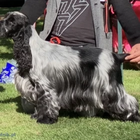 Angielski Cocker Spaniel – Piękne szczenięta