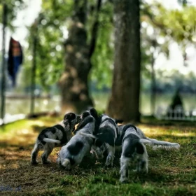 Angielski Cocker Spaniel – Piękne szczenięta