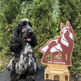 Angielski Cocker Spaniel – Piękne szczenięta