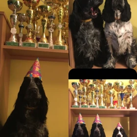 Angielski Cocker Spaniel – Piękne szczenięta