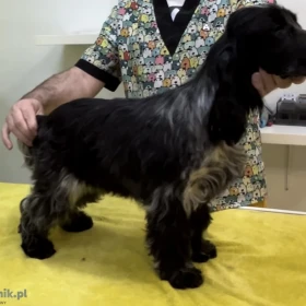 Angielski Cocker Spaniel – Piękne szczenięta