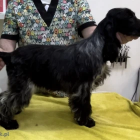 Angielski Cocker Spaniel – Piękne szczenięta