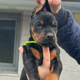 Doberman szczenięta
