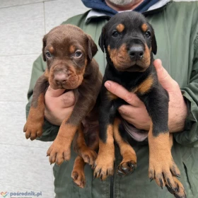 Doberman szczenięta