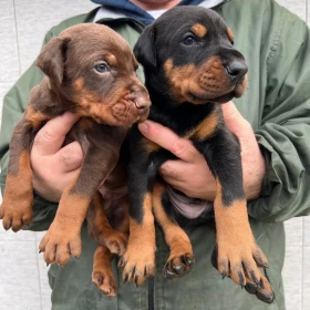 Doberman szczenięta