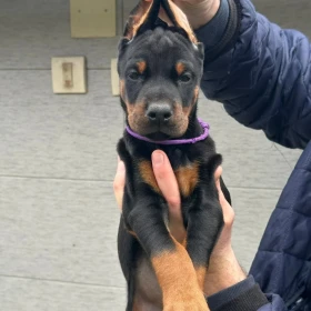 Doberman szczenięta