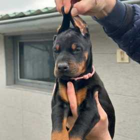 Doberman szczenięta