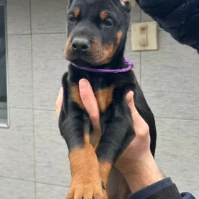 Doberman szczenięta