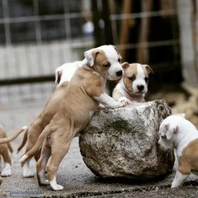 American Staffordshire Terrier Amstaff FCI szczenięta