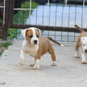 American Staffordshire Terrier Amstaff FCI szczenięta