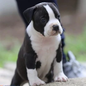 American Staffordshire Terrier Amstaff FCI szczenięta