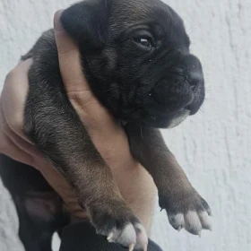Cane Corso – szczenięta na sprzedaż