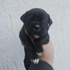 Cane Corso – szczenięta na sprzedaż