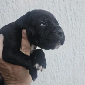 Cane Corso – szczenięta na sprzedaż