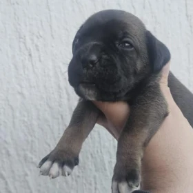 Cane Corso – szczenięta na sprzedaż