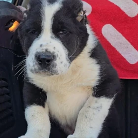 Owczarek środkowoazjatycki – szczenięta