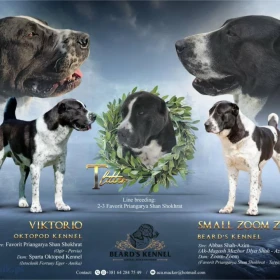 Owczarek środkowoazjatycki – szczenięta