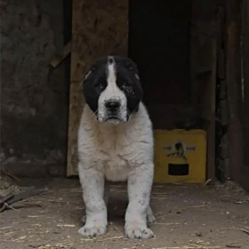 Owczarek środkowoazjatycki – szczenięta