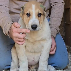 Owczarek środkowoazjatycki – szczenięta