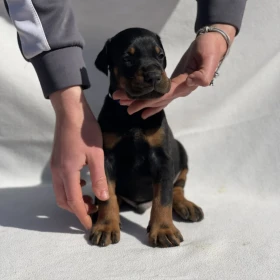Doberman – Piękne Szczenięta