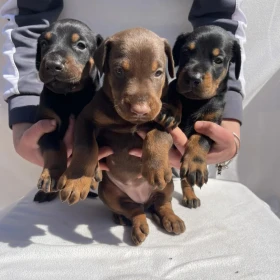 Doberman – Piękne Szczenięta
