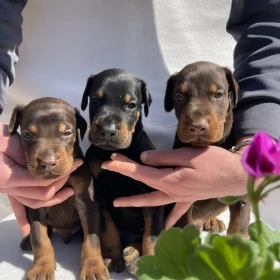 Doberman – Piękne Szczenięta