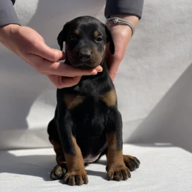 Doberman – Piękne Szczenięta
