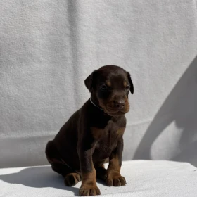 Doberman – Piękne Szczenięta