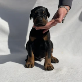 Doberman – Piękne Szczenięta