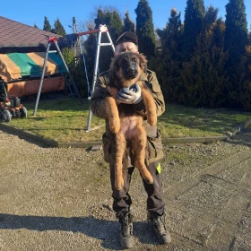 Owczarek Niemiecki Długowłosy SUKA SZCZENIAK