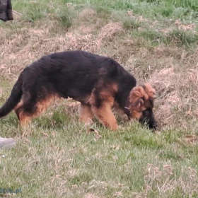 Owczarek Niemiecki Suka Długowłosa