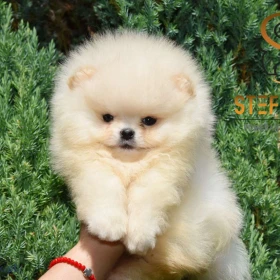 Pomeranian BOO – Szczenięta najwyższej jakości