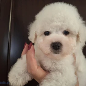 Bichon Frisé Piękne Szczenięta