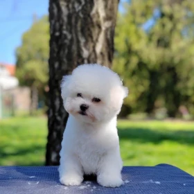 Bichon Frisé Piękne Szczenięta