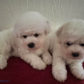 Bichon Frisé Piękne Szczenięta