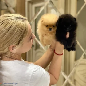 Oferujemy nowy miot szczeniąt pomeranianów.