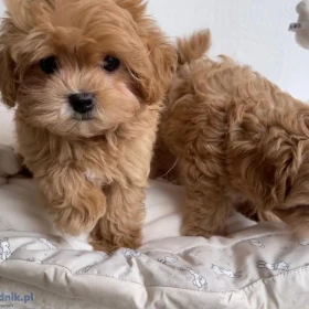 MALTIPOO, szczeniaki